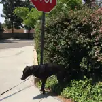 black dog walking ct shoreline 