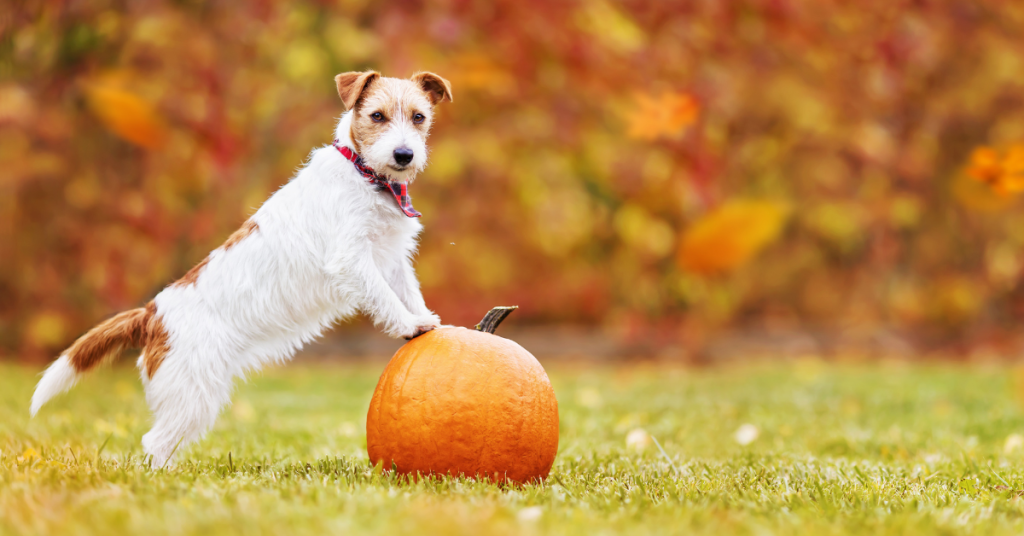 thanksgiving dog on pumpkin ct shoreline dogs