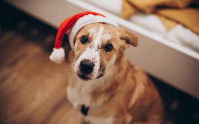 How to Take Ridiculously Cute Holiday Photos of Your PeT