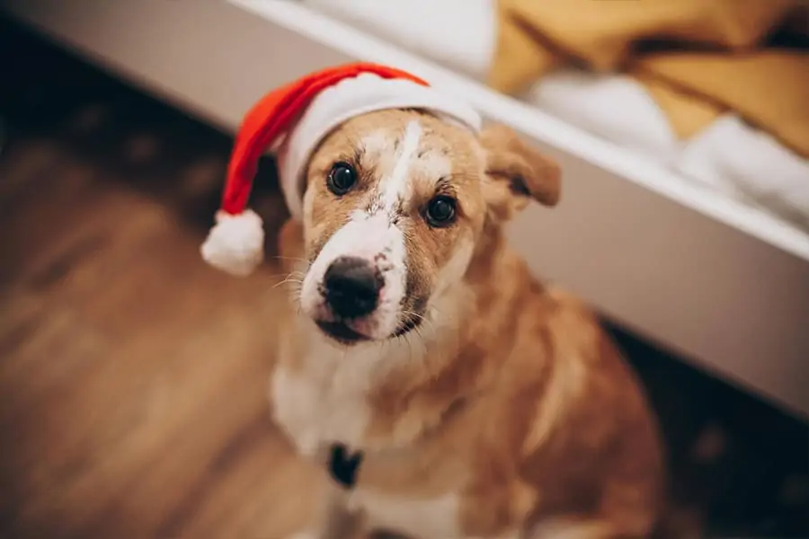 How to Take Ridiculously Cute Holiday Photos of Your PeT