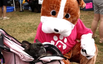 Chester Dog Fair 2019