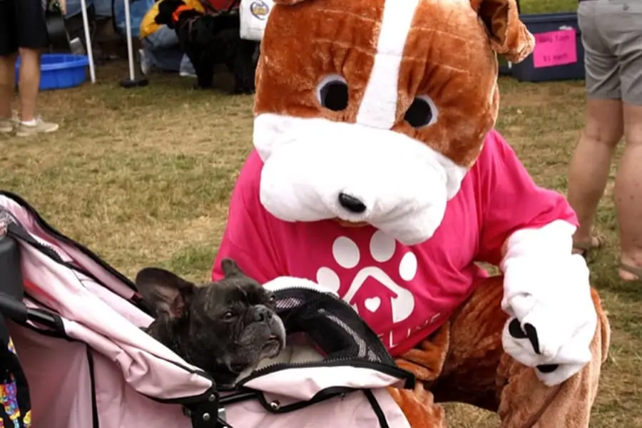 Chester Dog Fair - WHAT A GREAT WEEKEND!
