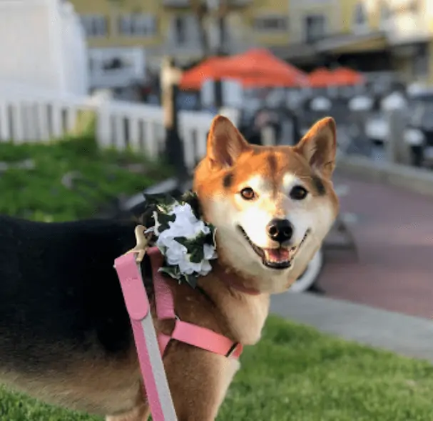 shoreline CT pet sitters