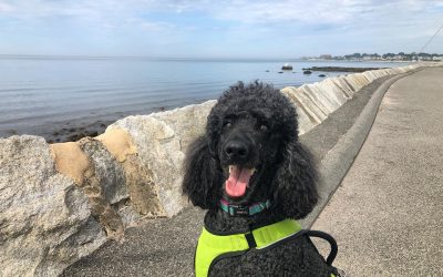 Pet Sitting in the CT Shoreline