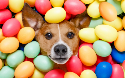 Easter Baskets for Dogs