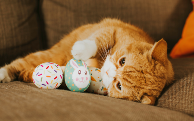 Easter Baskets for Cats