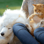 pets ct shoreline