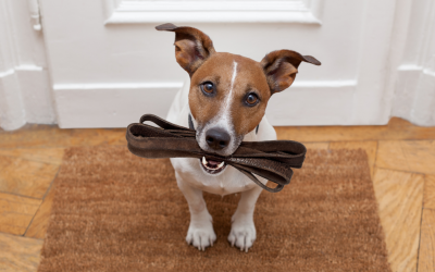 Benefits of Dog Walking for Dog Owners