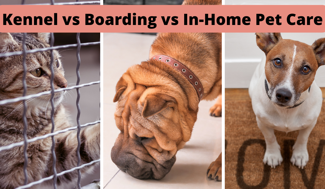 Boarding & Kenneling vs In-Home Pet Care