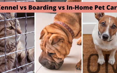 Boarding & Kenneling vs In-Home Pet Care