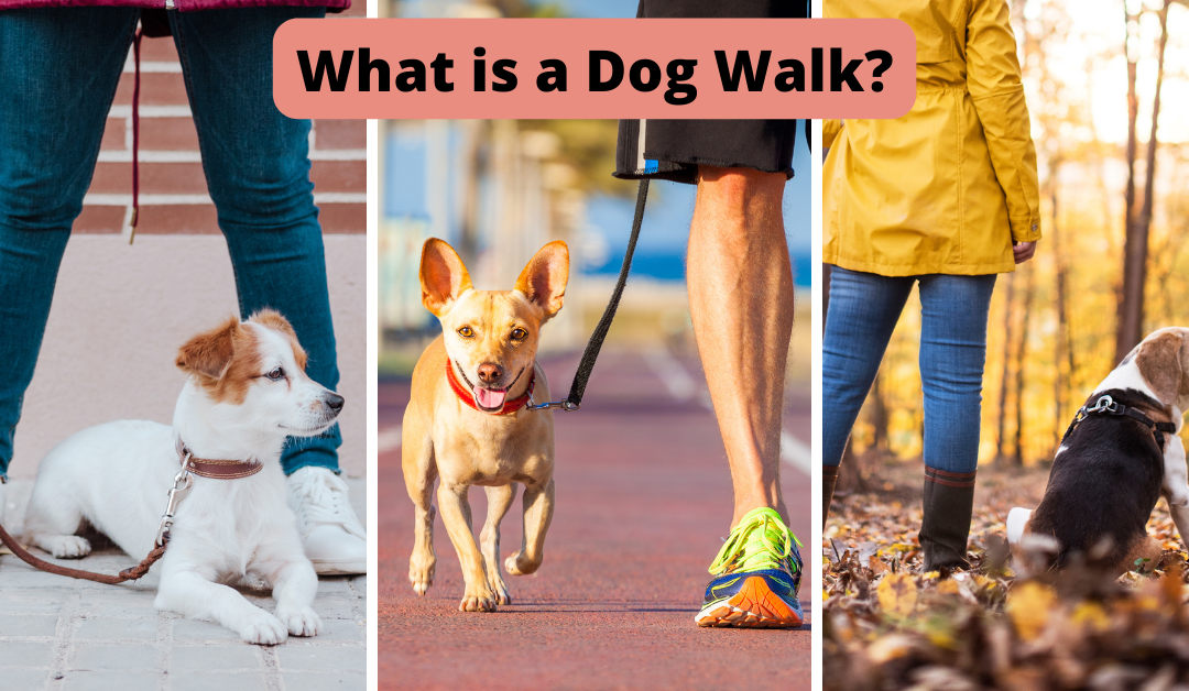 What is a Dog Walk?
