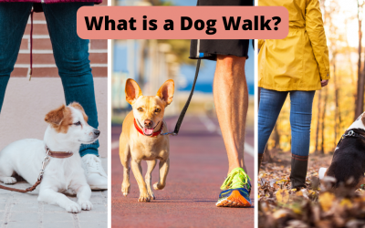 What is a Dog Walk?