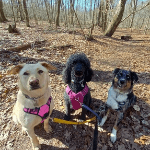 Dog Hiking Adventures 2