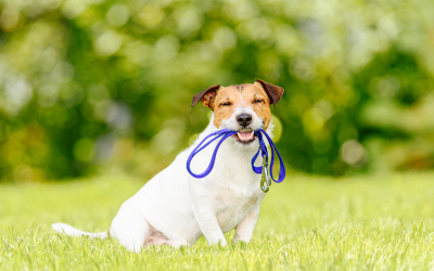 Keep Dogs on Their Routine This Summer