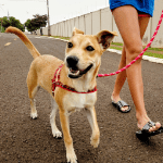 dog walker shoreline ct