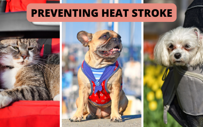 Keeping Pets Cool This Summer