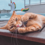 cat sitting shoreline ct