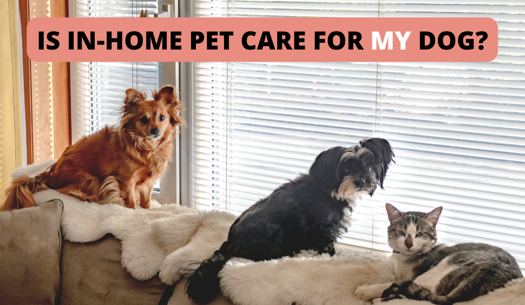 Is In-Home Pet Care for My Dog?