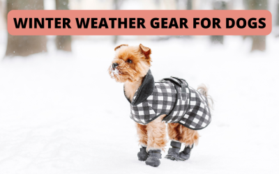 Winter Weather Gear for Dogs