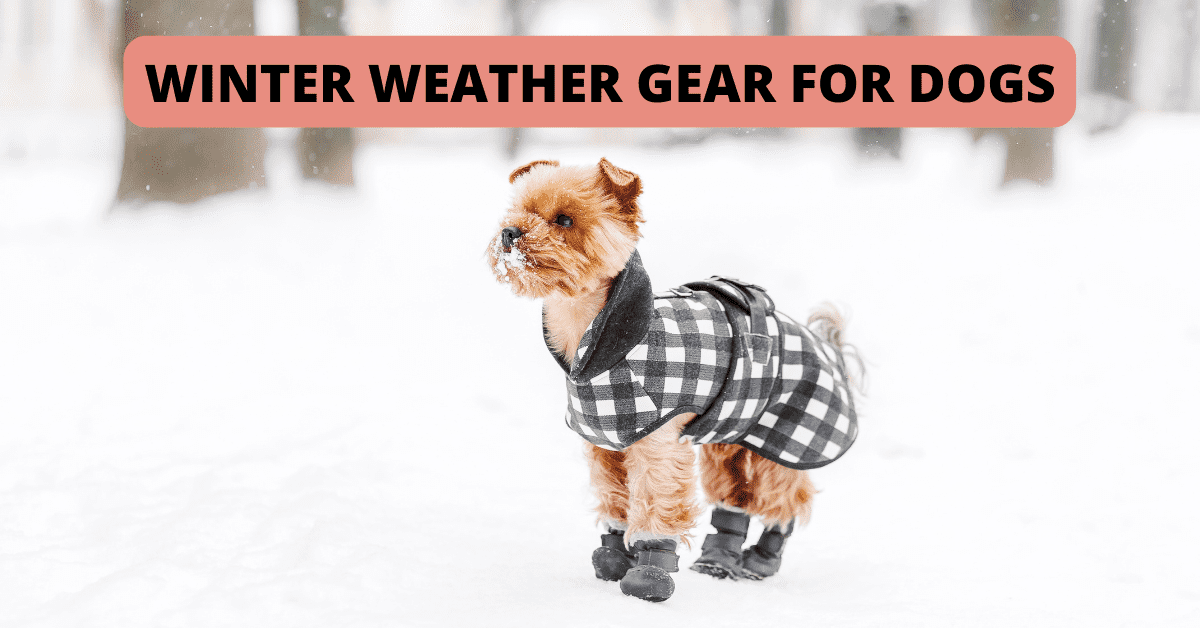 winter gear for dogs shoreline ct