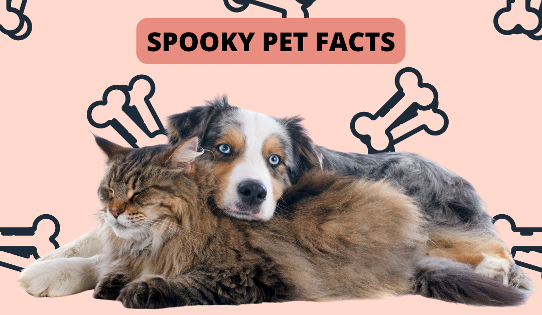 Spooky Pet Facts