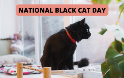 National Black Cat Day
