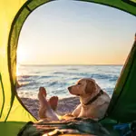 shoreline ct pet friendly camping