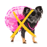 old saybrook pet sitter