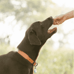 shoreline ct gifts for dogs