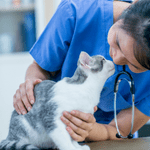 Saving Money on Pet Care 3 Shoreline Happy Paws