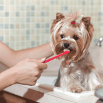 Caring For Pets’ Teeth 2