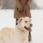 dog walking shoreline ct