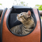 Pet Parent Resolutions 3
