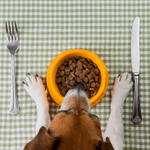 Caring For Pets’ Teeth 3