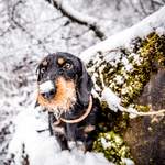 dog walking Old Saybrook