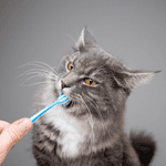 Caring For Pets’ Teeth 1