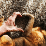 Pet Parent Resolutions 1