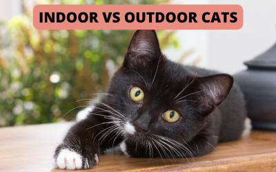 Indoor vs Outdoor Cats