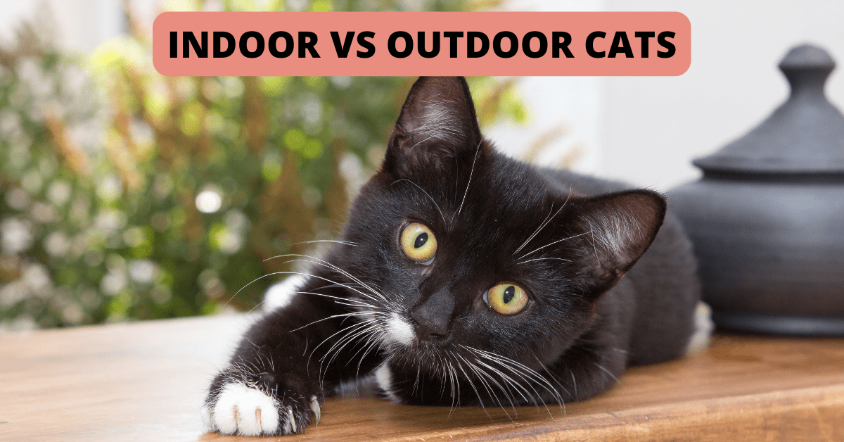 Indoor vs Outdoor Cats Shoreline Happy Paws