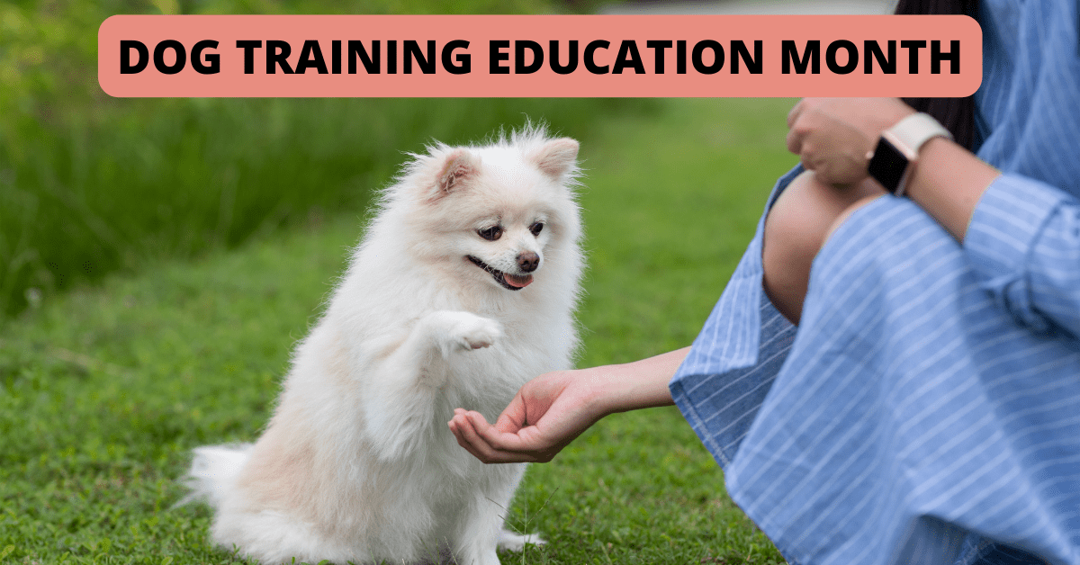 Dog Training Education Month Shoreline Happy Paws