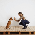 shoreline ct dog training