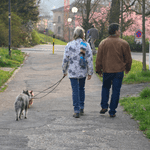 shoreline ct dog walker
