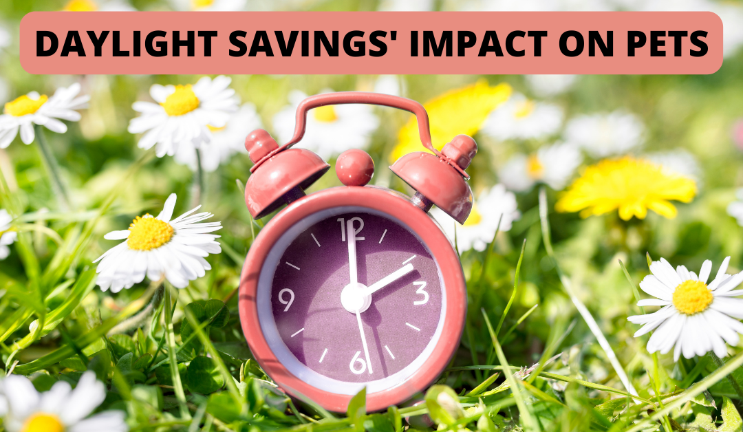 Daylight Savings’ Impact on Pets