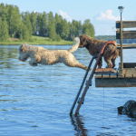 Water Safety for Dogs 2 dogs madison, Connecticut
