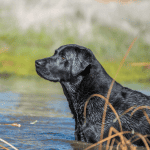 Water Safety for Dogs 4 dog Connecticut shoreline