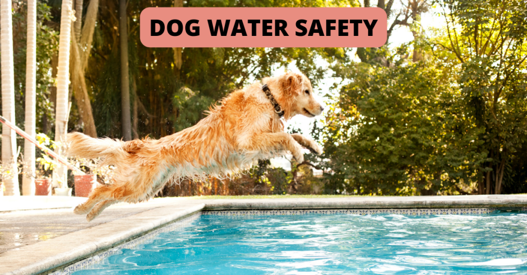 dogs Connecticut shoreline