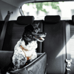 DOG WALKER OLD SAYBROOK