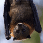 rabies connecticut shoreline