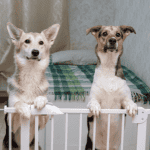 shoreline dogs