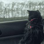 CATS OLD SAYBROOK